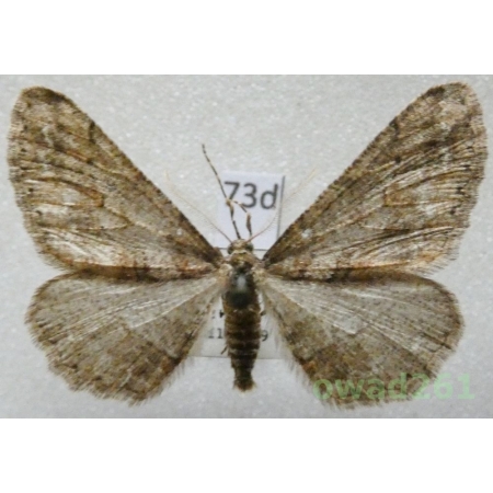 Agriopis bajaria (Denis & Schiffermüller, 1775) male Czech73d